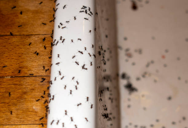 Best Emergency Pest Control  in Paloma Creek, TX